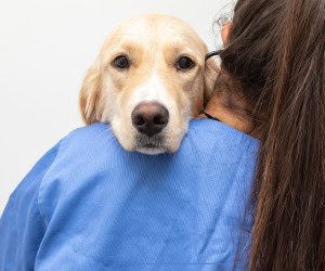 embedwihtus success stories vet untrasound